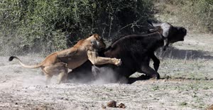 2:binary?id=OmixunEmoKu2T3YOXfKXBthcT_2BUD_2BPH712pOxkszUH0S6r1mxe4t0A_3D_3D:A battle between a buffalo and a lion on the Botswana savanna